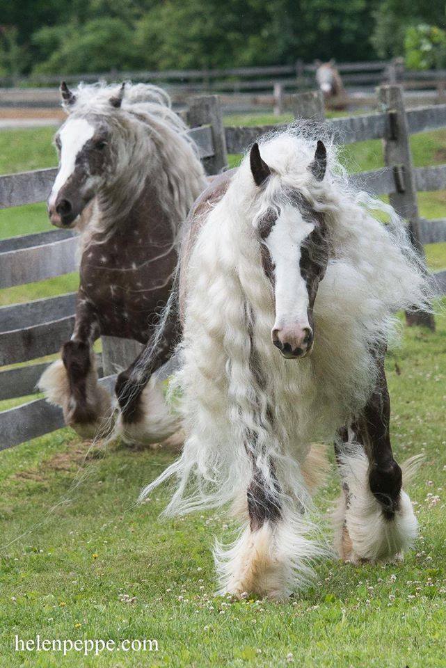 Flirtini and Mimosa,exceptional pair! Dungarvan Feather photo Helen Peppe Horse Photography